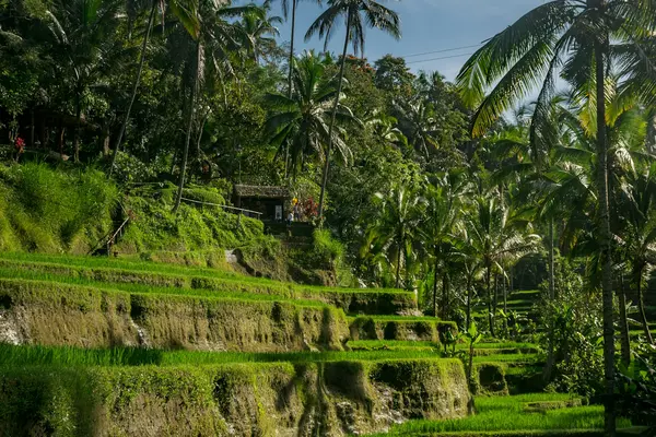 Why Bali works as a yoga destination
