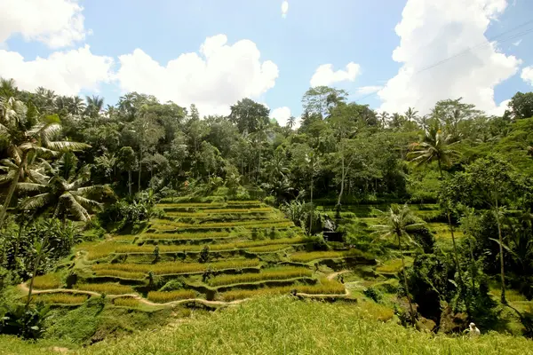 What to watch when choosing a Bali retreat