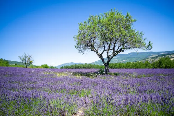 France's three yoga regions