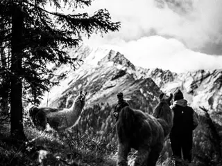 Hirten Retreat mit Alpakas und Lamas in den Tiroler Bergen
