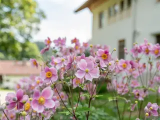 Ganzheitliches Yoga Retreat: Elemente & Flow im Chiemgau