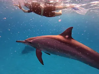 Delfin-Retreat in Ägypten (nur für Frauen)