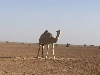 Cosmic Healing Desert Journey 